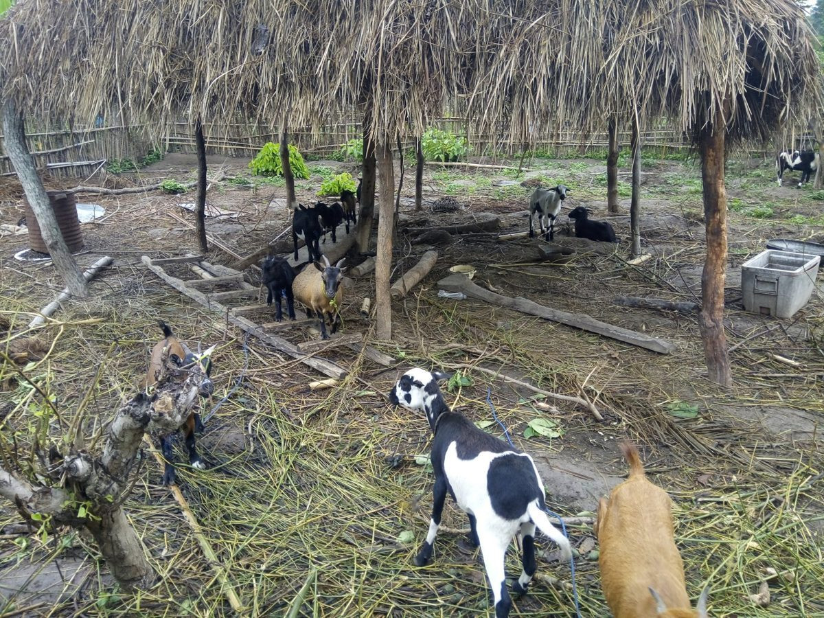 Goats under a thatched shelter on a small farm.